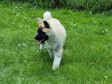 1 chiot femelle Akita Am&eacute;ricain (LOF)  &agrave; vendre