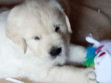 8 chiots Golden Retrievers LOF à réserver