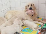 8 chiots Golden Retrievers LOF à réserver
