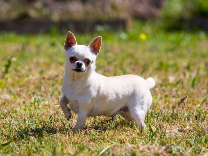Chienne Chihuahua LOF à vendre