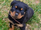 4 chiots Rottweilers LOF à réserver