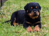 4 chiots Rottweilers LOF à réserver
