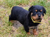 4 chiots Rottweilers LOF à réserver