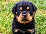 4 chiots Rottweilers LOF à réserver