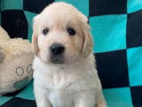3 chiots Golden Retrievers LOF &agrave; r&eacute;server