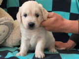3 chiots Golden Retrievers LOF &agrave; r&eacute;server
