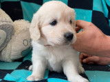 3 chiots Golden Retrievers LOF &agrave; r&eacute;server