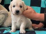 3 chiots Golden Retrievers LOF &agrave; r&eacute;server