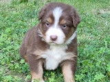 Chiot femelle Berger Australien LOF tricolore à vendre