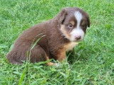 Chiot femelle Berger Australien LOF tricolore à vendre