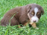 Chiot femelle Berger Australien LOF tricolore à vendre