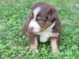 Chiot femelle Berger Australien LOF tricolore à vendre