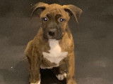 Petite chienne American Staff à vendre