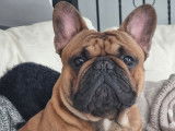 Mâle Bouledogue Français LOF disponible pour saillie