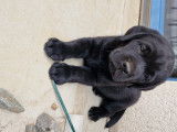 2 Adorables chiots Labradors LOF à vendre