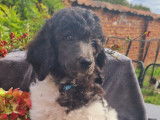Chiots Grand Caniche à vendre