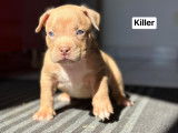 Chiots American Bully pocket à vendre