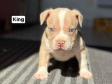 Chiots American Bully pocket à vendre