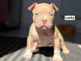 Chiots American Bully pocket à vendre