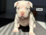 Chiots American Bully pocket à vendre
