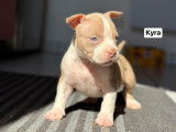 Chiots American Bully pocket à vendre