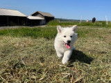 Adorable chiot Berger Blanc Suisse ??