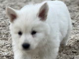 Adorable chiot Berger Blanc Suisse   ??