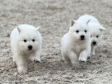 Adorable chiot Berger Blanc Suisse ??
