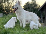 Adorable chiot Berger Blanc Suisse ??
