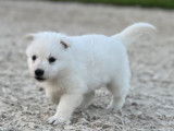 Adorable chiot Berger Blanc Suisse ??