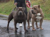 Chiots American Bully XL et XXL à vendre