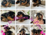 Chiots Yorkshire LOF à vendre