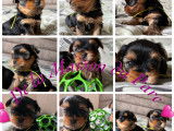 Chiots Yorkshire LOF à vendre