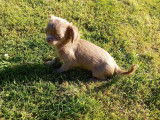 Magnifiques Chihuahuas à poil long à vendre