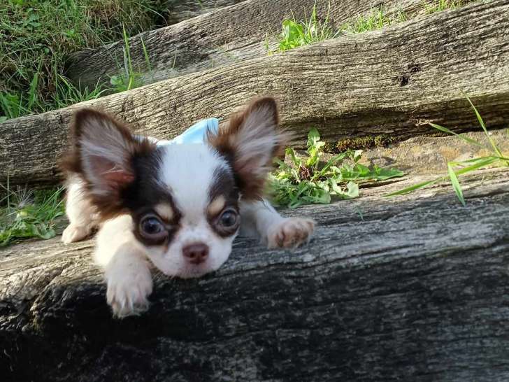 Magnifiques Chihuahuas à poil long à vendre