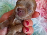 Magnifiques Chihuahuas à poil long à vendre