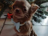 Magnifiques Chihuahuas à poil long à vendre