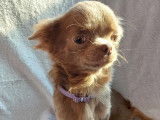 Magnifiques Chihuahuas à poil long à vendre