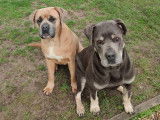 Chiennes Cane Corso &agrave; placer