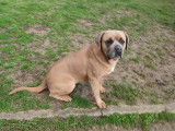 Chiennes Cane Corso &agrave; placer