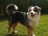 Shadow, Berger Australien bleu merle disponible pour saillie