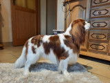 Mâle Cavalier King Charles disponible pour saillie