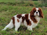 Mâle Cavalier King Charles disponible pour saillie