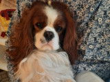 Mâle Cavalier King Charles disponible pour saillie