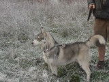 Chien Husky Sibérien à vendre