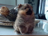 Chiot de race Loulou de Poméranie femelle à vendre