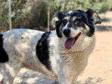 Chienne tricolore de neuf ans à adopter