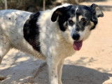 Chienne tricolore de neuf ans à adopter