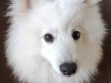 Chien Spitz Japonais d'un an à donner