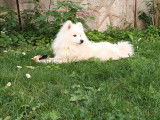Chien Spitz Japonais d'un an à donner